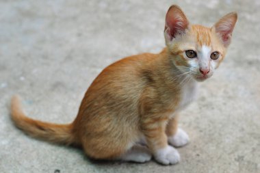Altın Tayland kedisi ya da Tayland kedisi 