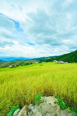 Pa Bong Piang Rice Terraces at Chiang Mai Province, Thailand.