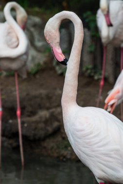 Beyaz flamingo, Tayland 'a yakın.