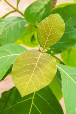 Tayland 'da yeşil yaprağı kapat.