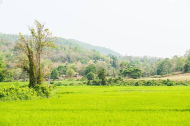 Tayland 'ın doğal manzarası