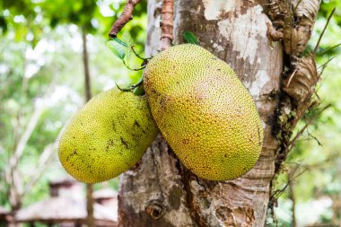 Genç Jackfruit ağaçta, Tayland