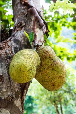 Genç Jackfruit ağaçta, Tayland