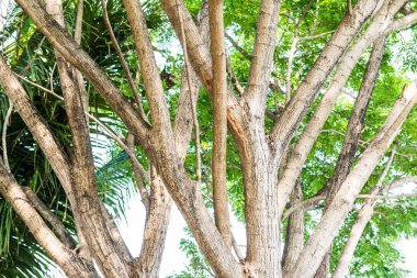 Park ağacı, Tayland