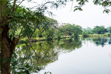 Tayland 'da ağaç ve gölet