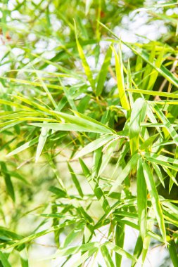 Tayland 'da bambu yapraklarının arkaplanı