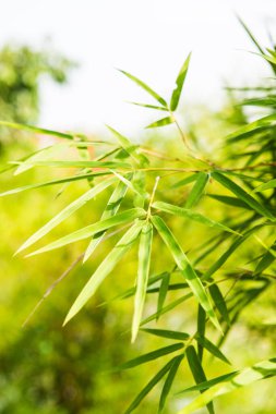 Tayland 'da bambu yapraklarının arkaplanı