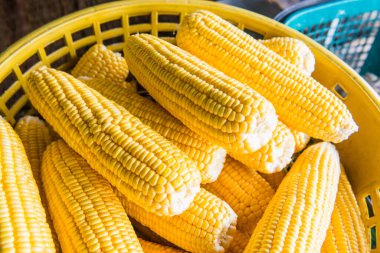 Taze tatlı mısır, Tayland