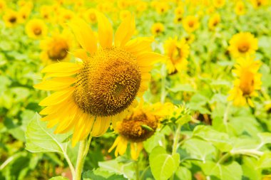 Tayland 'da, tarlada güzel bir ayçiçeği var..