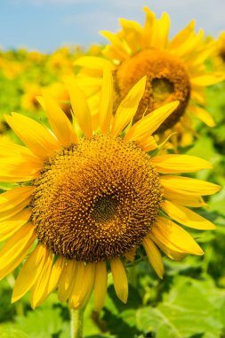 Tayland 'da, tarlada güzel bir ayçiçeği var..