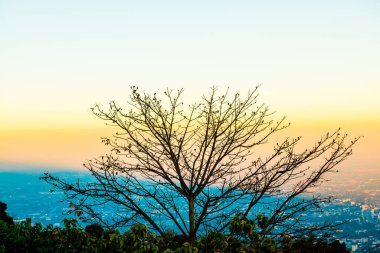 Chiangmai Eyaleti, Tayland 'da Sunset Time ile Ağaç Silueti.