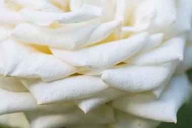 Beyaz gül, Tayland 'a yakın..