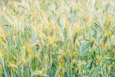 Chiang Mai Kraliyet Tarım Araştırma Merkezi 'nde buğday tarlası, Khun Wang, Tayland.