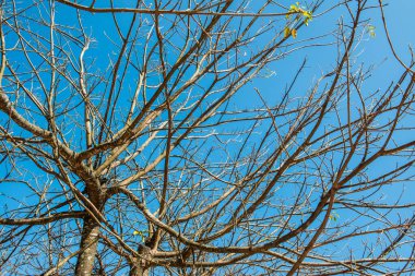 Ağaç dalı arka planı, Tayland.
