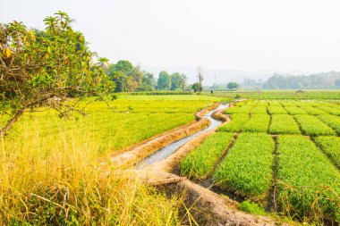 Tayland 'da küçük bir kanal ve pirinç tarlası..