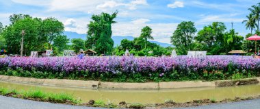 CHIANG MAI, THAILAND - October 27, 2020 : Panorama View of Beautiful Flower Garden at Chiang Mai Province, Thailand.