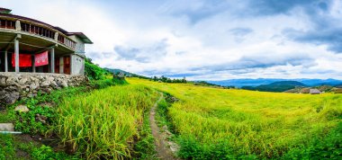 Panorama View of Pa Bong Piang Rice Terraces at Chiang Mai Province, Thailand.