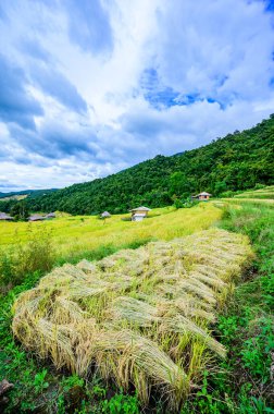 Pa Bong Piang Rice Terraces at Chiang Mai Province, Thailand.