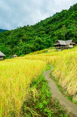 Pa Bong Piang Rice Terraces at Chiang Mai Province, Thailand.