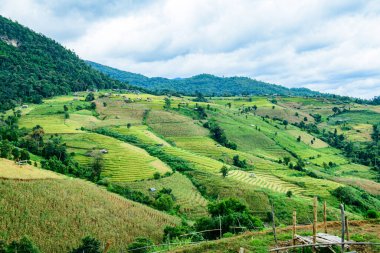 Pa Bong Piang Rice Terraces at Chiang Mai Province, Thailand.