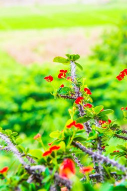 Doğal manzaralı Poi Sian çiçekleri, Tayland.