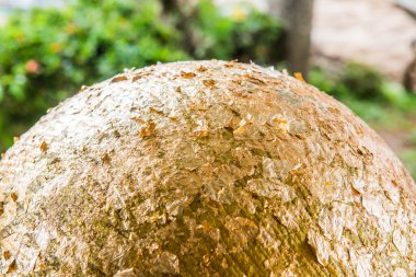Altın folyolu Loknimit, Tayland.