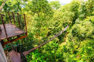 Mae Fah Luang Bahçesinde Ağaç Tepesi Yürüyüşü, Chiang Rai.