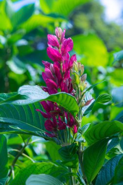 Pembe Çiçek bahçesinde, Tayland.
