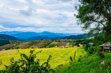 Pa Bong Piang Rice Terraces at Chiang Mai Province, Thailand.
