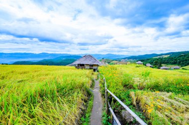 Pa Bong Piang Rice Terraces at Chiang Mai Province, Thailand.