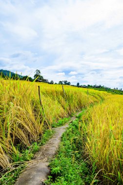 Pa Bong Piang Rice Terraces at Chiang Mai Province, Thailand.