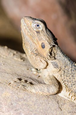 Sakallı Ejderha veya Pogona vittisepsleri kumsalda, Tayland