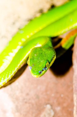 Papa 'nın Pitviper' ı veya Tayland 'daki Popeiorum.