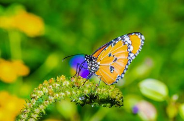 Beautiful butterfly on flower in public park, Thailand.