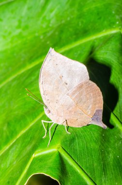 Beautiful butterfly on green leaf, Thailand.