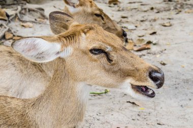 Head shot of Burmese Brow-Antlered Deer, Thailand