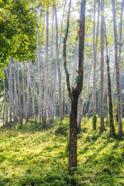 Landscape of Thai forest, Thailand