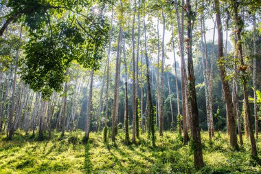 Landscape of Thai forest, Thailand