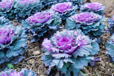 Tayland, Chiangmai 'deki ulusal parkta mor çiçekli lahana.