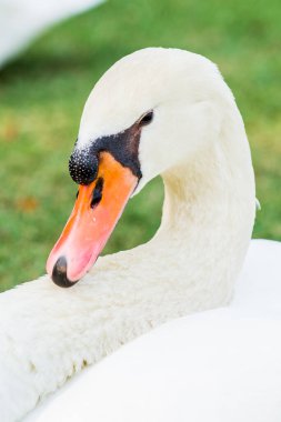 Beyaz kuğu portresi, Tayland