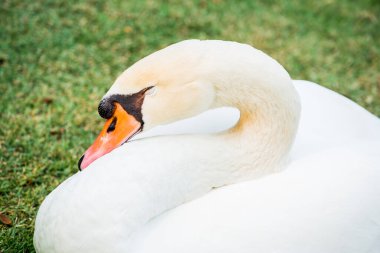 Beyaz kuğu portresi, Tayland