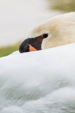 Beyaz kuğu portresi, Tayland