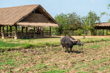 Tayland 'da dosyalanmış siyah bufalo.