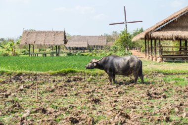 Tayland 'da dosyalanmış siyah bufalo.
