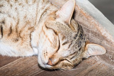 Tayland 'da uyuyan kedi..