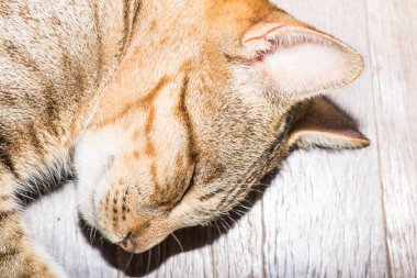 Tayland 'da uyuyan kedi..