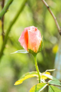 Tayland 'da bahçede genç bir portakal gülü.