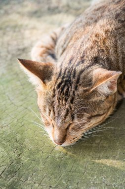 Tay kedisi nin portresi, Tayland.