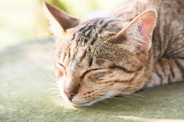 Tayland 'da uyuyan kedi..