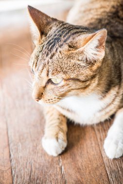 Tay kedi görünümlü Aksiyon, Tayland.